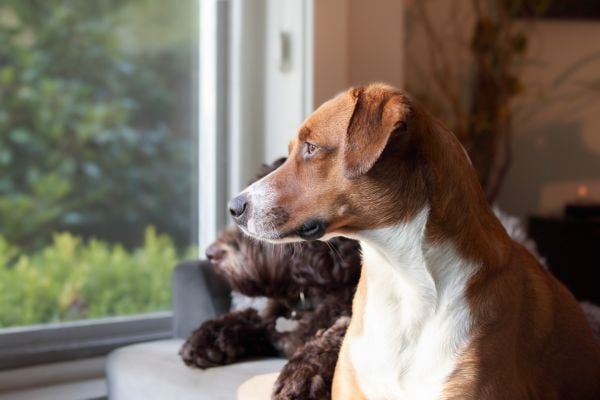 dog looking out of window 