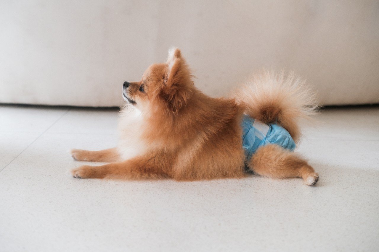 a small pomeranian dog wearing protective nappy for its heat cycle 