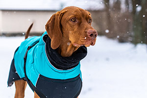 A  brown dog wearing a warm black and blue coat in the snow.