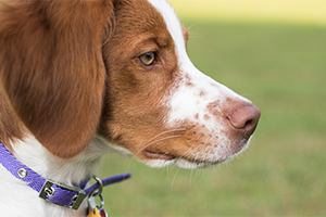A close-up of a brown and white dog with a purple collar, looking to the right.