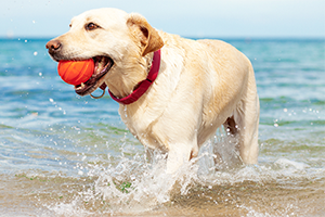 A Labrador in the sea is carrying a ball.