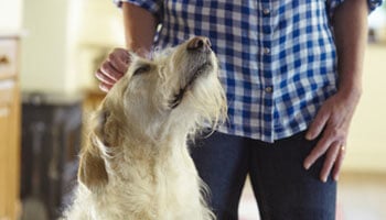 A white dog looks up at a person who is petting its head.