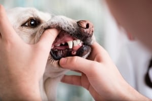 a small white dog with very white teeth