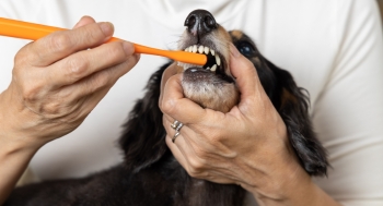 woman brushing a small dogs teeth