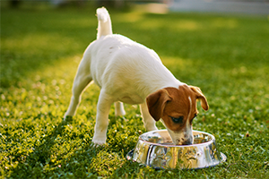 dog drinking out of a silver bowl