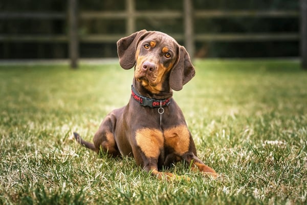 daschund laying in the grass