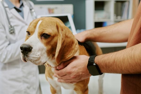 Beagle at the vets 