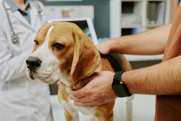 beagle at the vets 