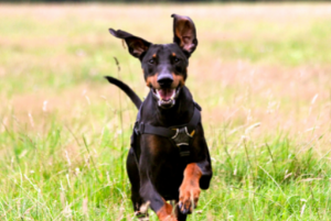 A Doberman running through a field.