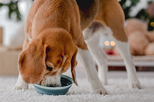 A brown dog is eating a bowl of food.