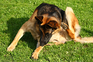 A German Shepherd dog scratching its ear with its hind leg on a green lawn.