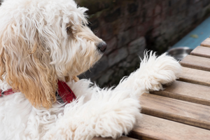 A fluffy white and tan dog with a red collar looking out over a wooden deck.