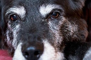Close-up of an older dog's face with a grey muzzle and eyebrows, looking directly at the camera.