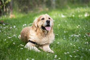 A golden retriever with a black harness lies in a field of green grass and white flowers.