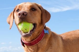 A happy golden retriever with a tennis ball in its mouth, wearing a red collar, against a blue sky.