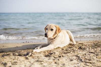 A golden retriever lying on a sandy beach with the ocean and waves in the background.