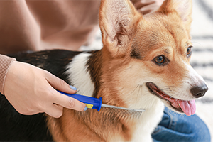 A person with blue nail polish uses a blue comb to groom a brown, black, and white dog.