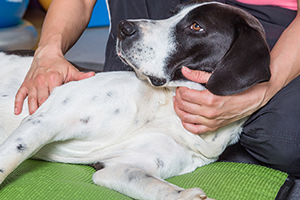 A person massages a black and white dog lying on a green mat.