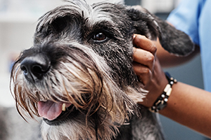 A close-up of a schnauzer with a person's hand gently holding its ear.