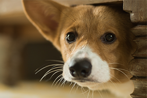 A brown and white dog peeks out from under a table, looking at the camera.