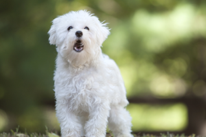A small white fluffy dog with its mouth open stands in green grass.