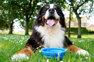 A St Bernard dog drinking water from a blue bowl.