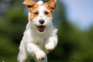 A brown and white terrier with its mouth open runs through a grassy field.
