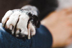 A black and white dog paw rests on a person's blue jeans.