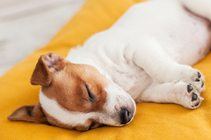 A brown & white puppy sleeping on a soft dog bed.