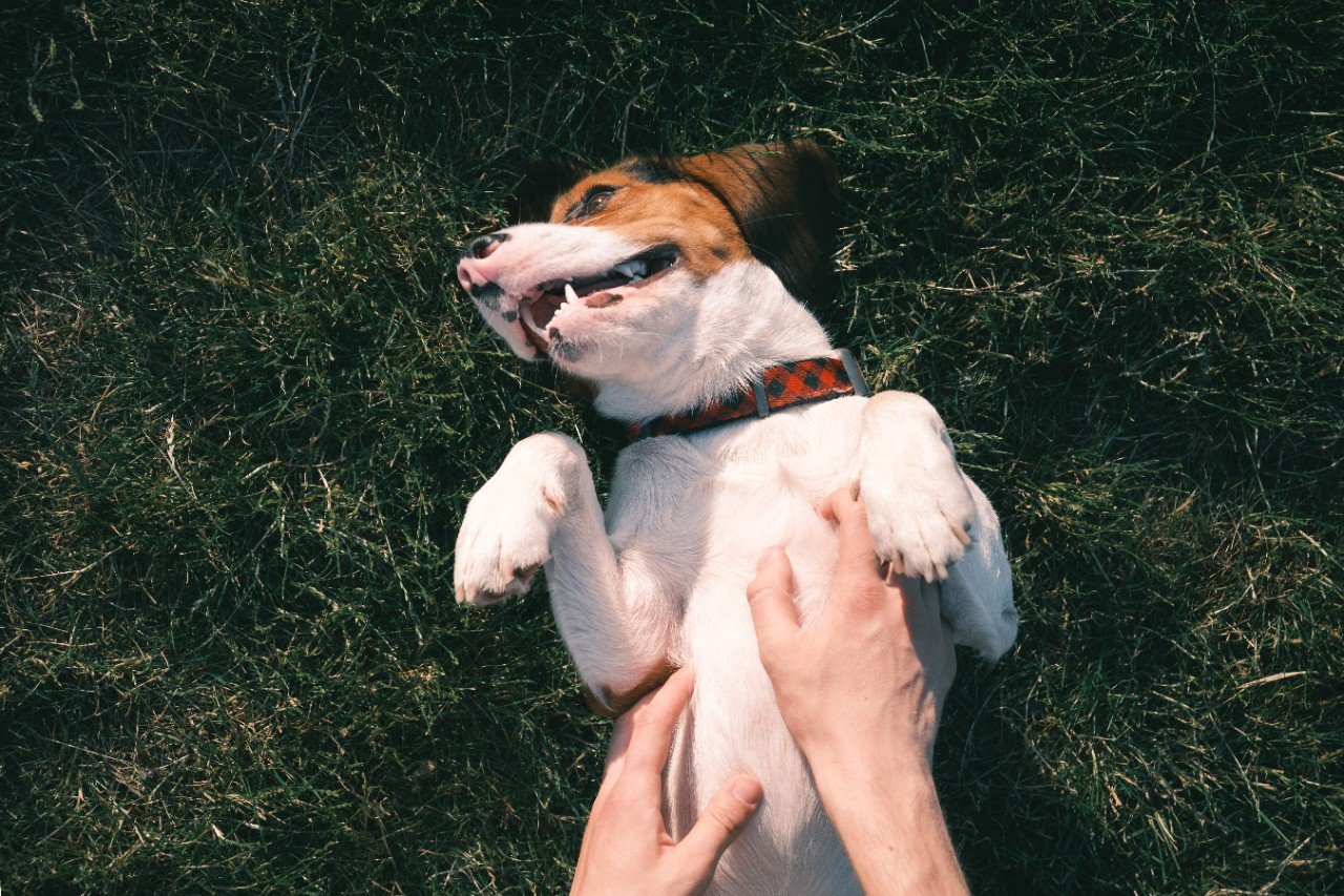 a brown and white dog lying on its back receiving tummy scratches from a person