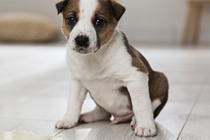 A small brown and white puppy sitting on a tiled floor, looking directly at the camera.