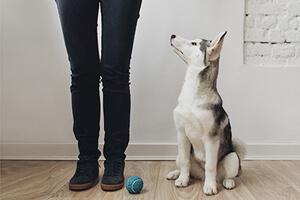 A person stands next to a husky, who is sitting and looking up at the person. A blue tennis ball is on the floor.