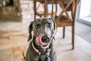 A gray dog with a pink collar looks at the camera with its tongue out, licking its nose.