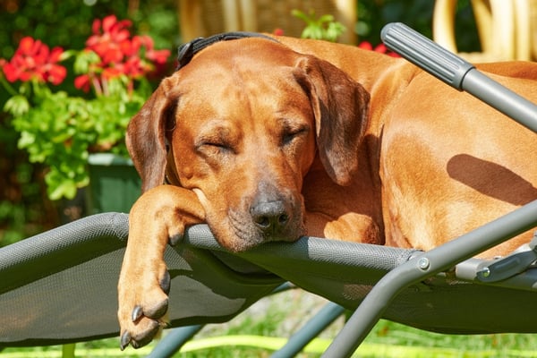 brown dog in the sun
