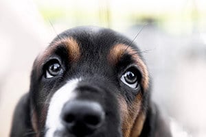 A close-up of a dog's face, with large, expressive eyes looking upwards.