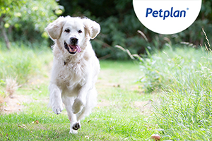 A bounding golden retriever runs through a field with the petplan logo displayed in the top right corner.