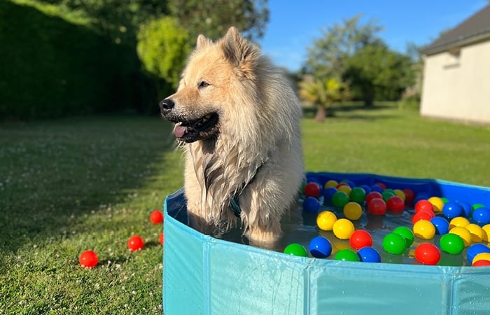 dog in a ball pit paddling pool