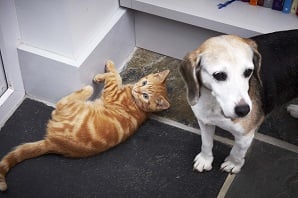 An orange tabby cat lying on its back next to a beagle dog, both looking at the camera.