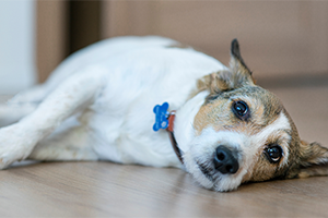 A small, white and brown dog with a blue tag on its collar, lying on a wooden floor, looking at the camera.