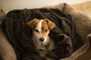A small brown and white dog nestled comfortably in a dark blanket in a dog bed.