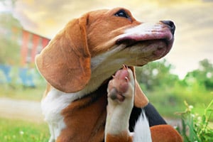 A beagle scratches its face with its paw, looking up and to the right.