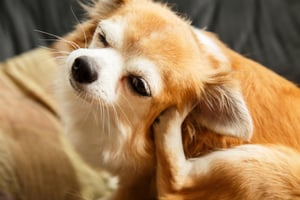 A chihuahua scratching