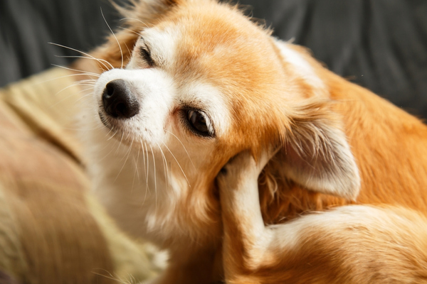 a chihuahua scratching