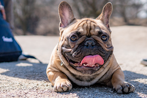 A brown French bulldog is panting while lying down on a path.