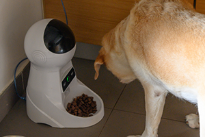 A golden retriever eating from an automatic pet feeder filled with kibble.