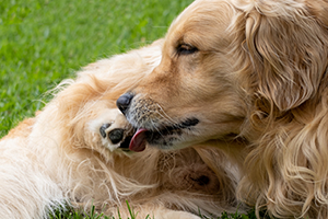 A golden retriever lying on green grass, licking its paw.