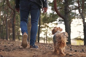 A small, fluffy dog looks up at a person's legs as they walk through a forest.