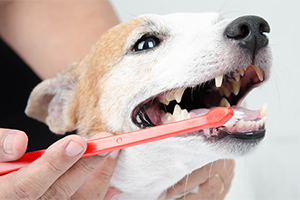 A person brushing a dog's teeth with a red toothbrush, showing the dog's open mouth and teeth.