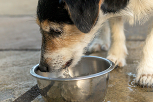 A small, scruffy dog with black, brown, and white fur drinking water from a metal bowl.