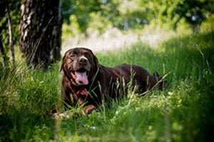 A happy brown dog with its tongue out, lying in tall green grass near a tree.